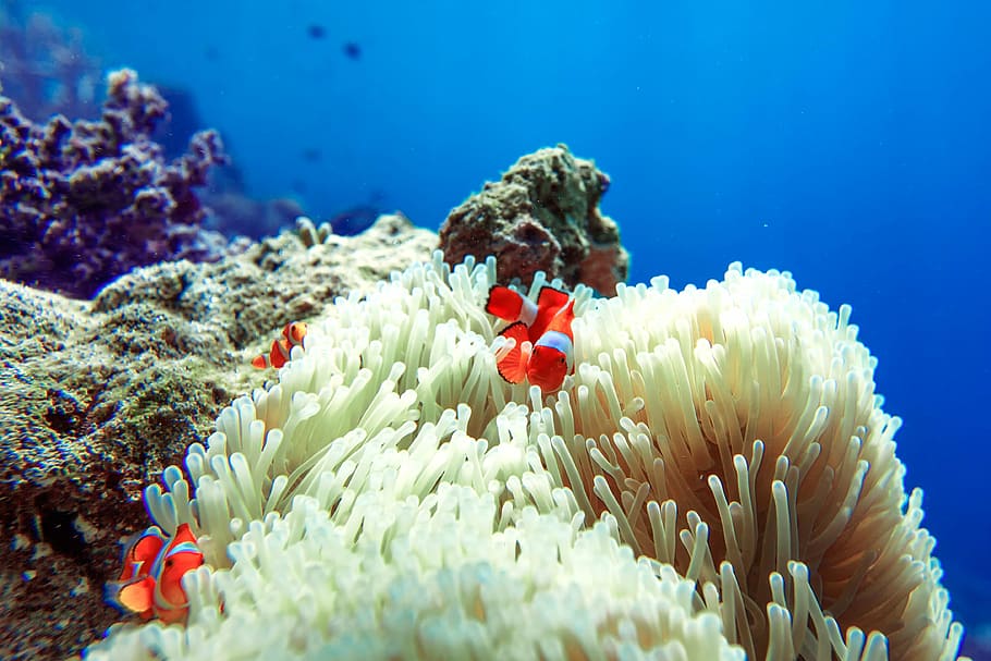 clownfish underwater, fish, clownfish, sea anemone, widi islands, halmahera, indonesia, underwater, sea, water