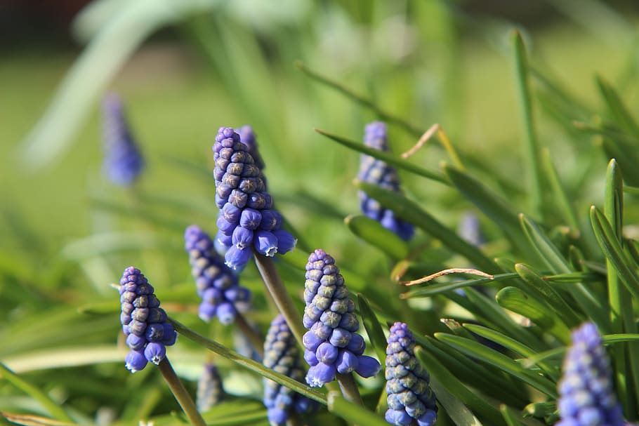 muscari, purple flowers, plant, growth, purple, freshness, close-up, green color, nature, beauty in nature
