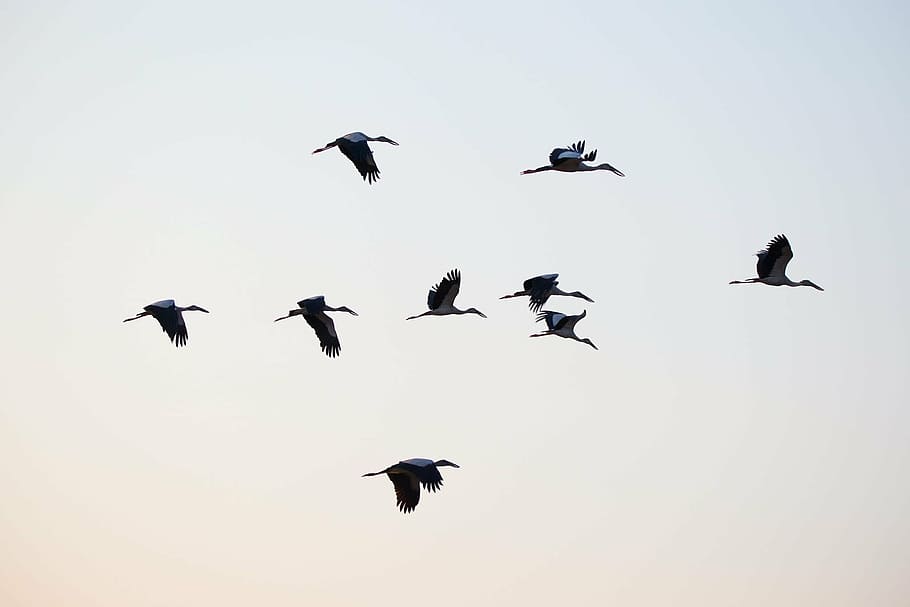flock, ibis birds, birds, asian openbill, vole, bittern, white, phatthalung, less sea, lampam