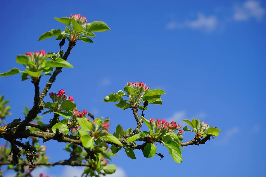 Apple Tree, Apple Blossoms, Flowers, red, go up, bloom, spring, bud, tree, branch