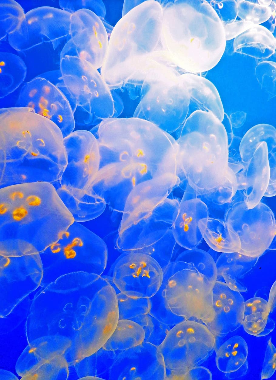 Attack, clear jellyfish, blue, water, nature, sea, underwater, group of animals, animal themes, jellyfish