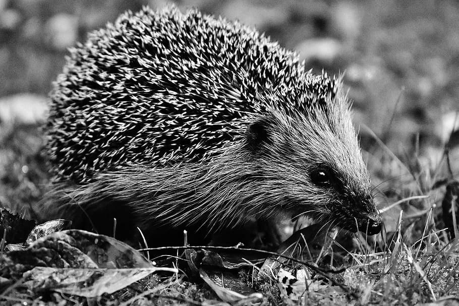 hedgehog on grass, hedgehog, grass, garden, nocturnal, spur, hannah, animal, nature, cute