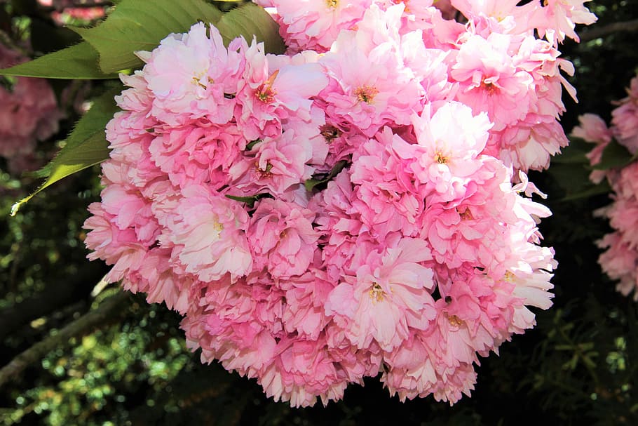 花umbel, 桜, 花, Umbel, 部分的なビュー, 春, 5月, ピンク, バラ色, レンツ