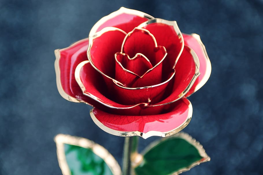 rose, decoration, gilded, gold edge, gift, red, light, tender, rose bloom, pink rose