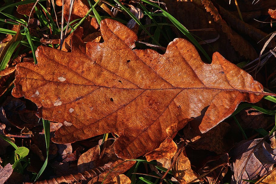 oak leaf, veins, leaf veins, leaf buds, autumn, leaf coloring, autumn leaf, leaf, mood, atmospheric