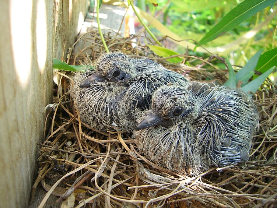 Birds, Nest, Hungry, Chicks, baby, mourning dove, close up, outdoors, cute, nature