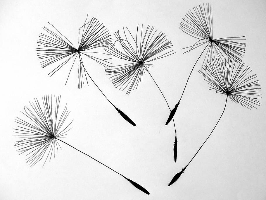 five, black, dandelion flowers, seeds, dandelion, flower, pointed flower, nature, drawing, illustration