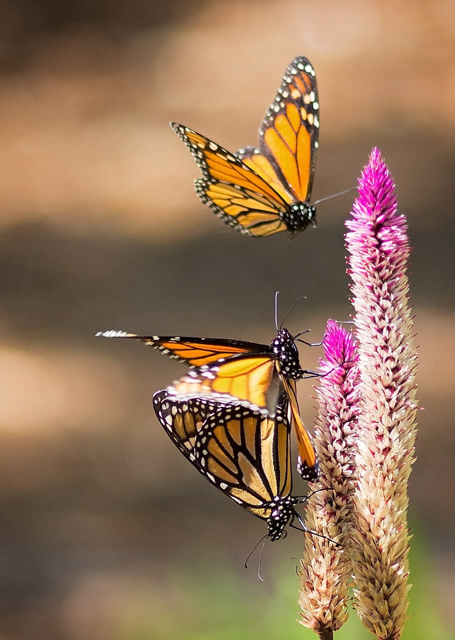 three, monach butterflies, pink, flowers, monarch, butterfly, flight, wings, insect, invertebrate