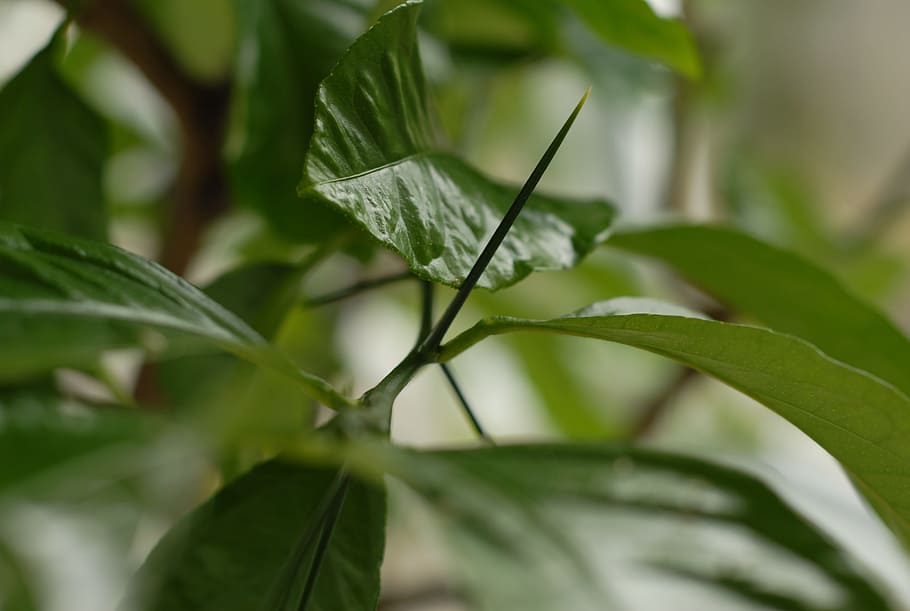 plant, citrus, thorn, detail, leaf, plant part, close-up, green color, growth, nature
