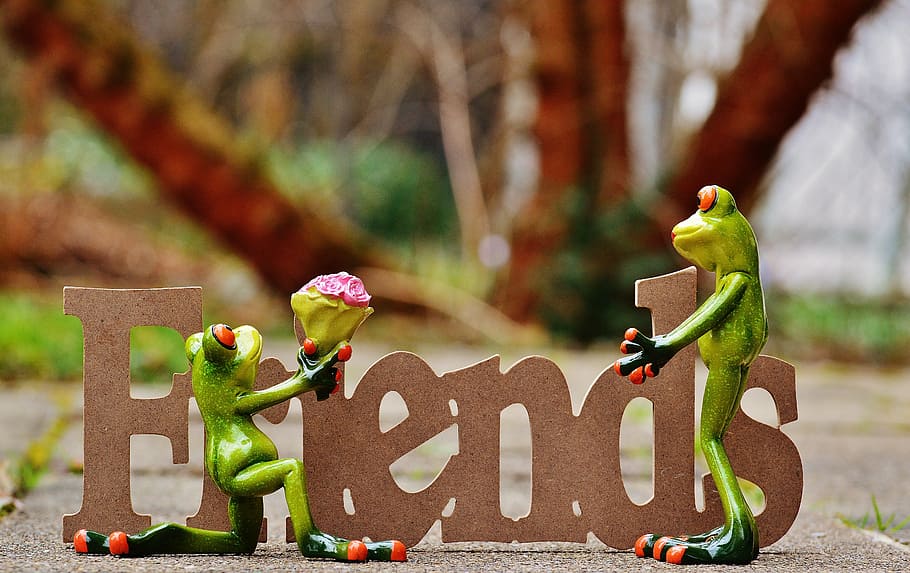 friends, two, green, frogs signage, i beg your pardon, marriage proposal, excuse me, frog, sweet, cute