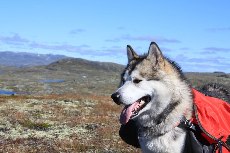 adult, white, black, siberian, husky, Alaskan Malamute, Sled Dog, climbed, the hardangervidda mountain plateau, the mountain