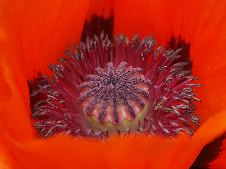 poppy, turkish poppy, oriental poppy, gardening poppy, perenn-mohn, fire-mohn, flower, close-up, nature, plant