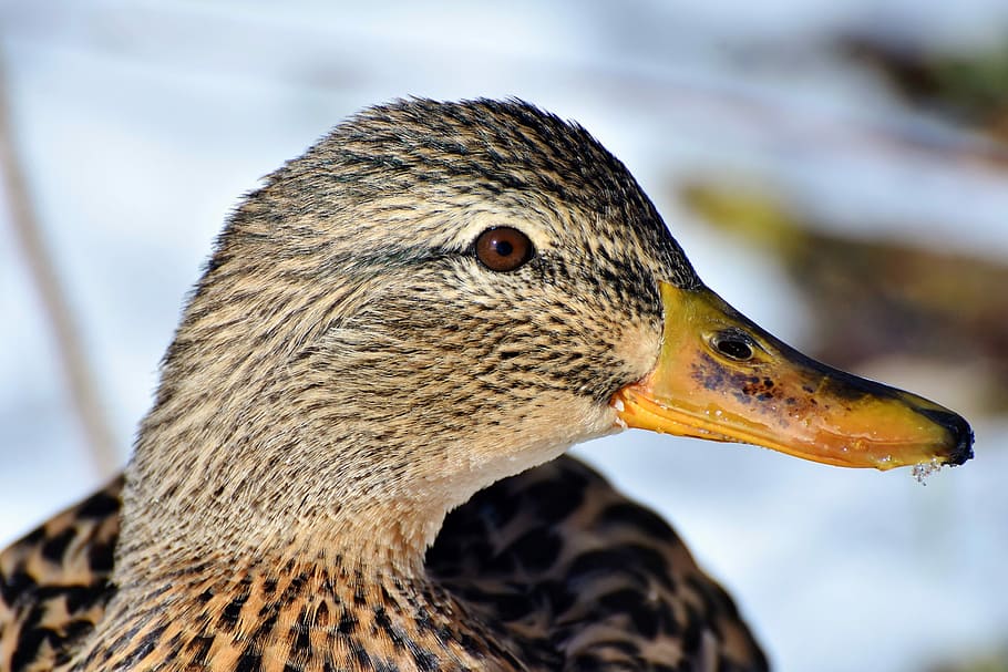 closeup, beige, black, duck, drake, water bird, mallard, bird, feather, wing
