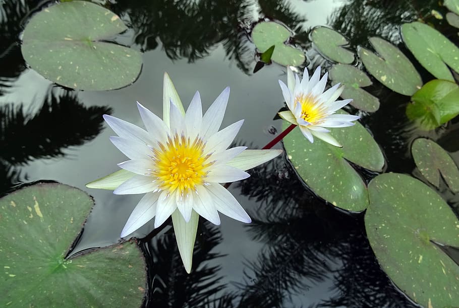 Water Lily, Lily, White, lily, white, nymphaea pubescens willd, nymphaeaceae, flower, pond, water, aquatic