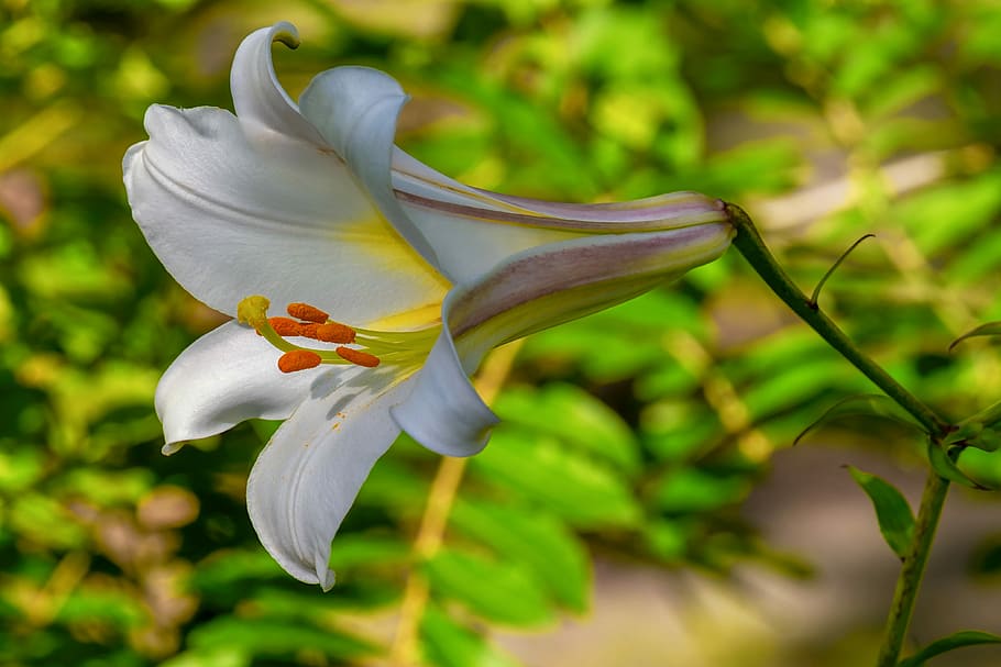 white, regal, lily flower macro photography, david-lily, lilium davidii, plant, lily, liliaceae, beauty, beautiful