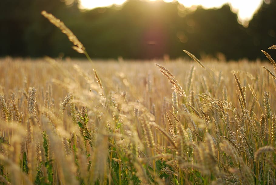 wheat fields, field, sundown, beautiful, landscapes, growth, plant, land, beauty in nature, agriculture