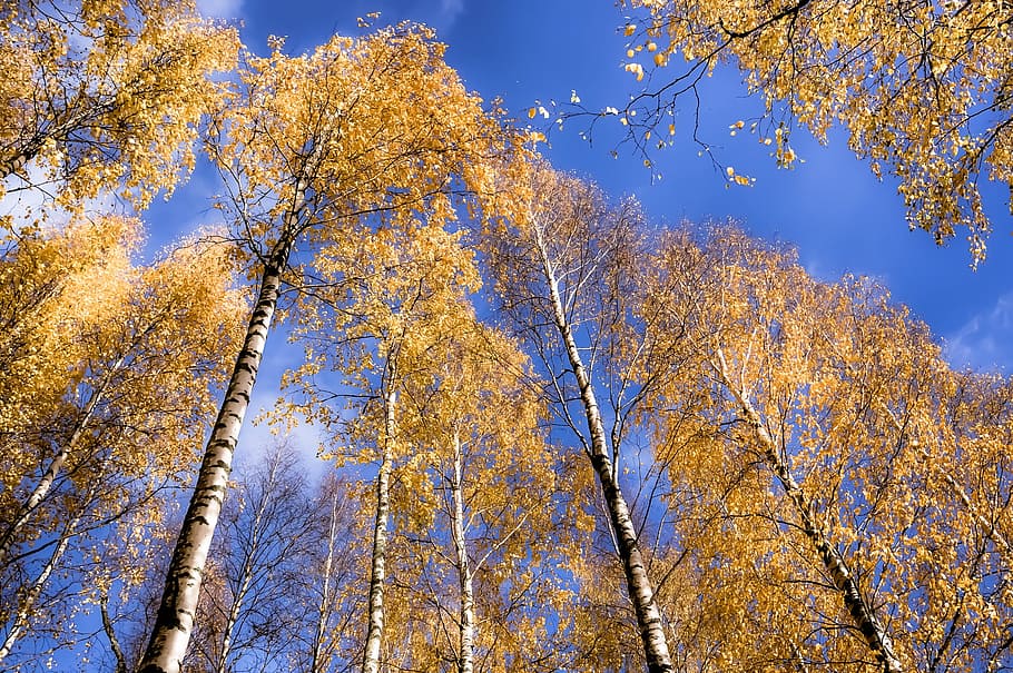 Bétula, floresta, madeira, natureza, céu, finlandês, paisagem, foto da natureza, ramos, azul