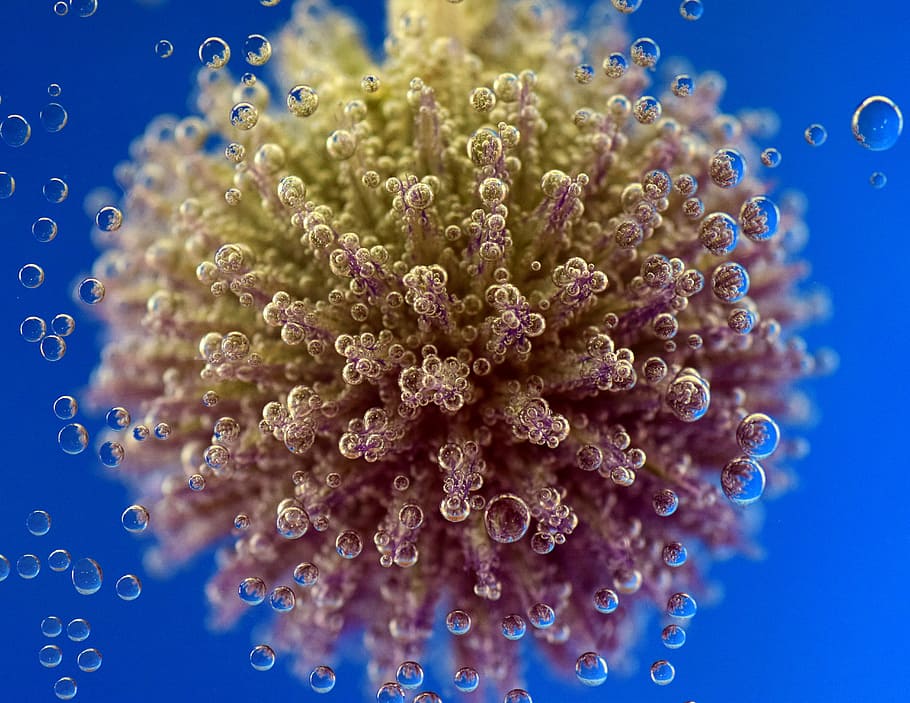 Cardo, Flor, Violeta, bola, subaquática, miçangas, bolhas de ar, bolhas de água, bolhas de gás, azul