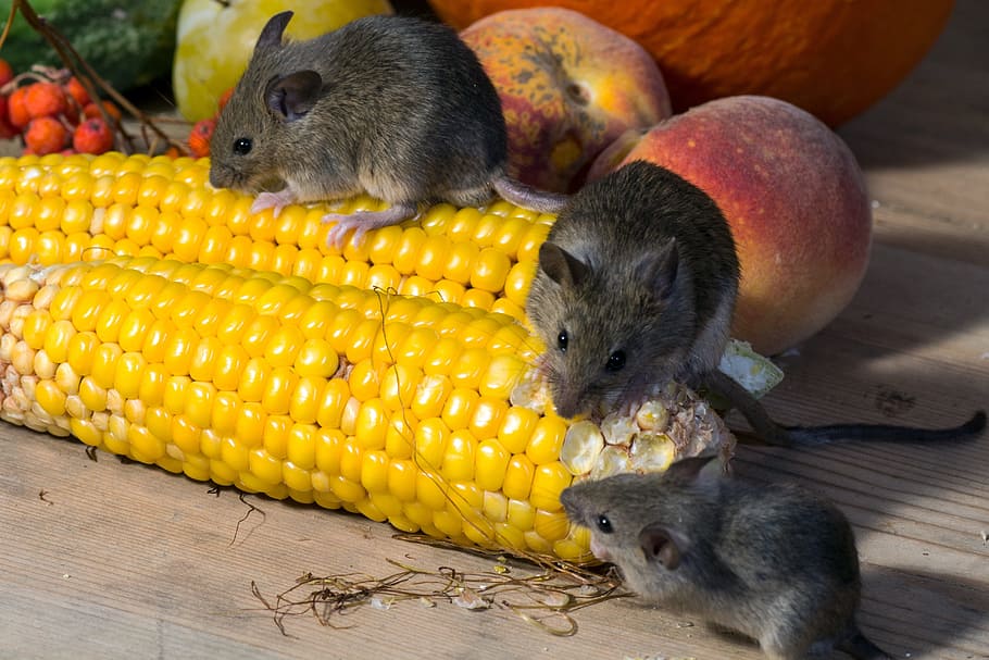 three, black, rats, yellow, cord, mouse, wild, corn, nager, animal portrait