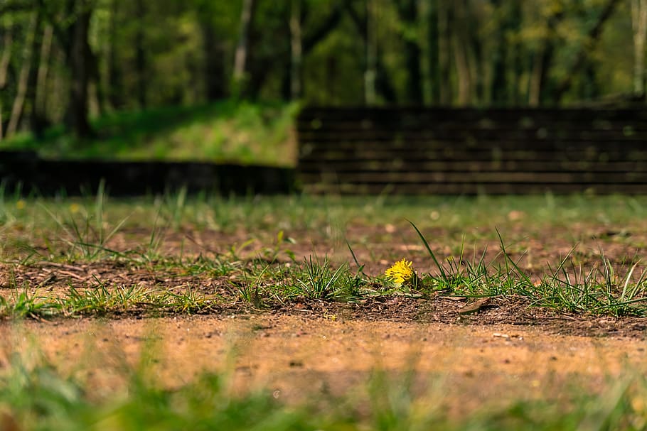 landscape, forest, background, tiefenschärfe, rush, buttercup, yellow, stairs, nature, trees