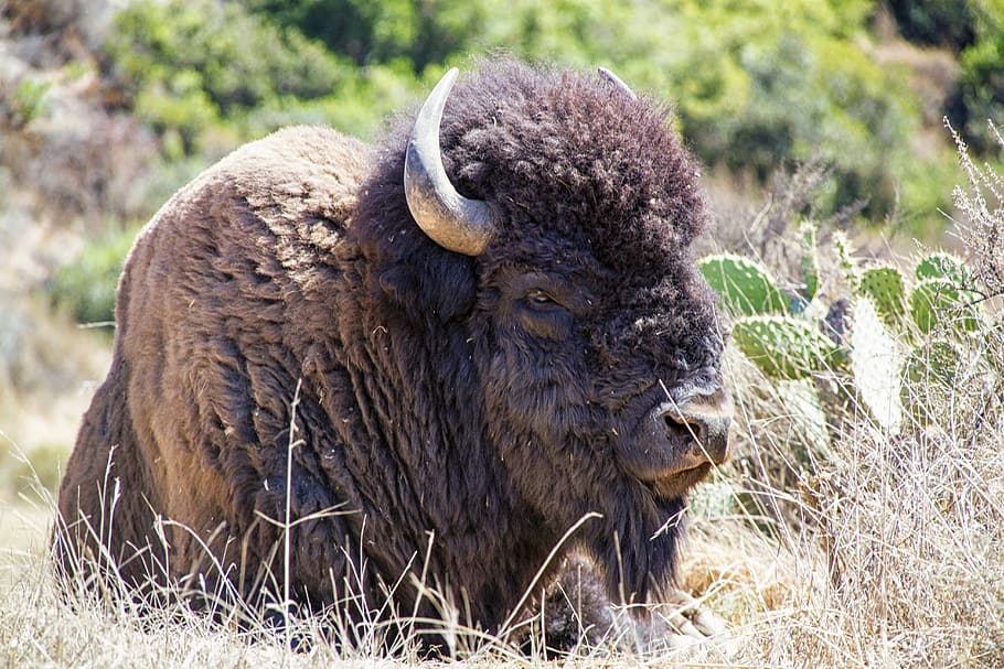 sitting, Bison, Grass, animal, photos, mammal, public domain, american Bison, nature, wildlife