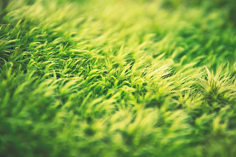 green, grass close-up photo, grass, nature, lawn, sunshine, summer, day, plant, selective focus
