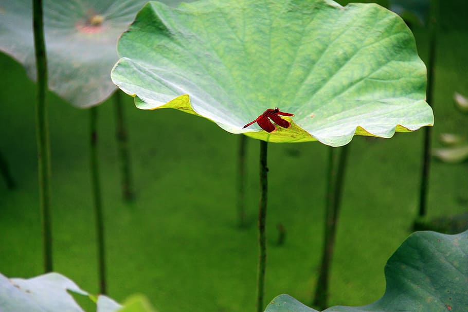 lotus leaf, red dragonfly, duckweed, green, stand, green umbrella, natural, flowers and plants, quentin chong, fly fly