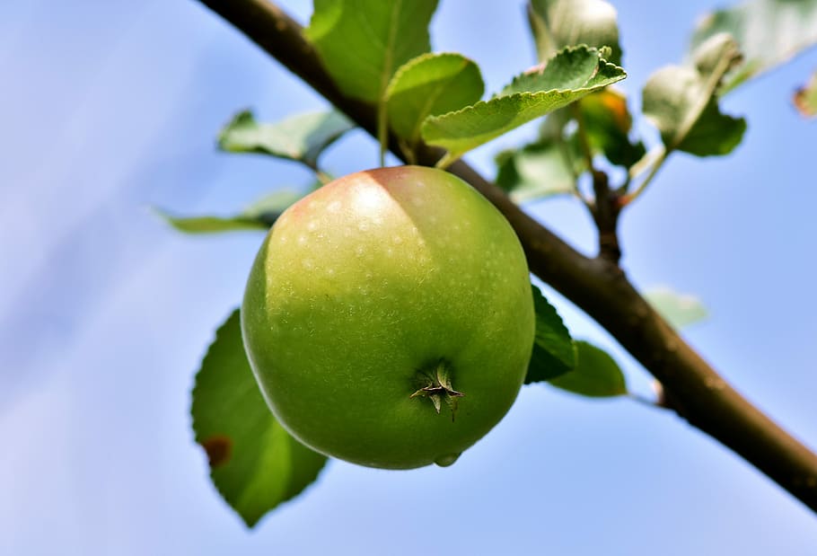 round, green, fruit, apple, apple tree, apple orchard, red, branch, fruit trees, apfelernte