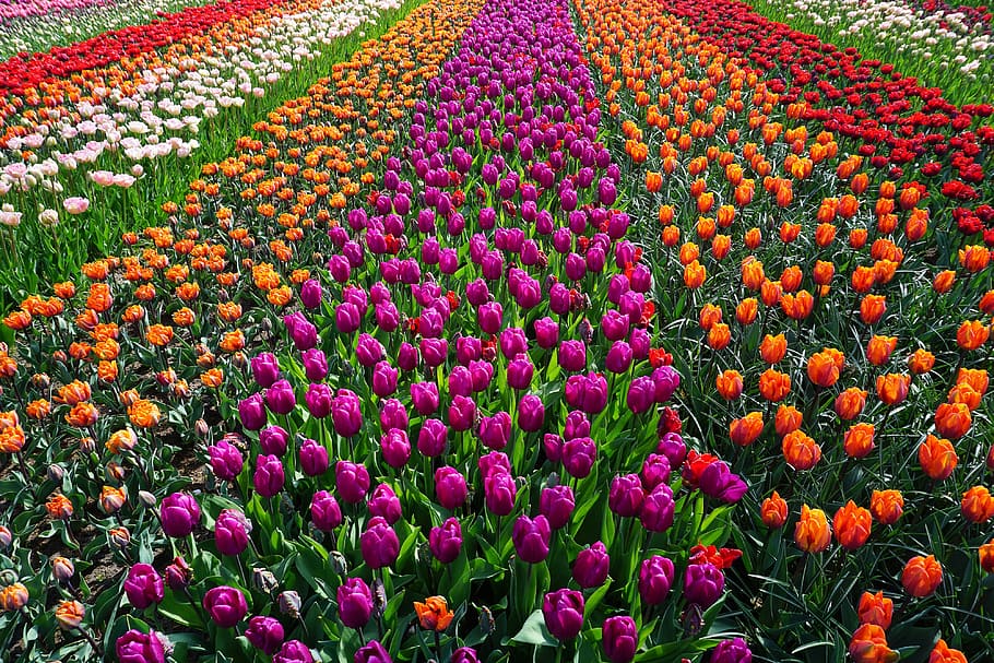 bunga tulip, Lapangan, tulip, bunga-bunga, alam, bunga, lanskap, tanaman, merah, musim semi
