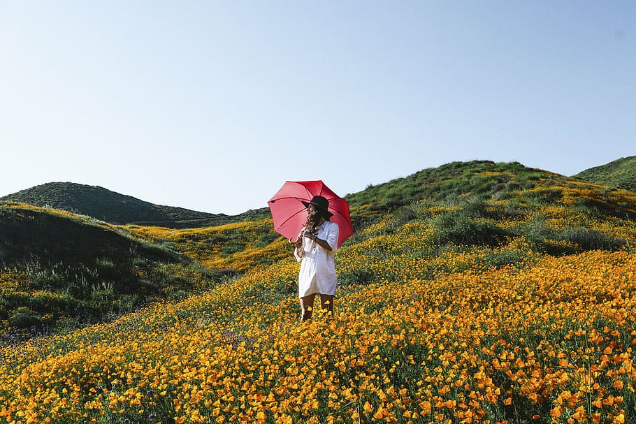 person, holding, red, umbrella, flower, yellow, orange, petal, bloom, garden