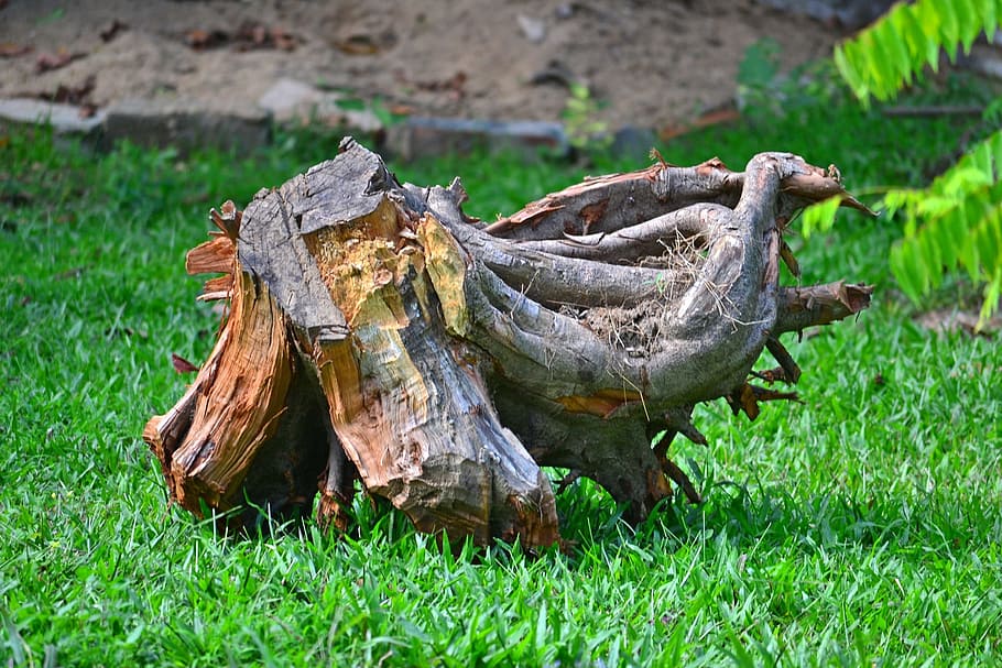 Root, Wooden Log, Old, log, old log, tree base, grass, garden, sri lanka, mawanella