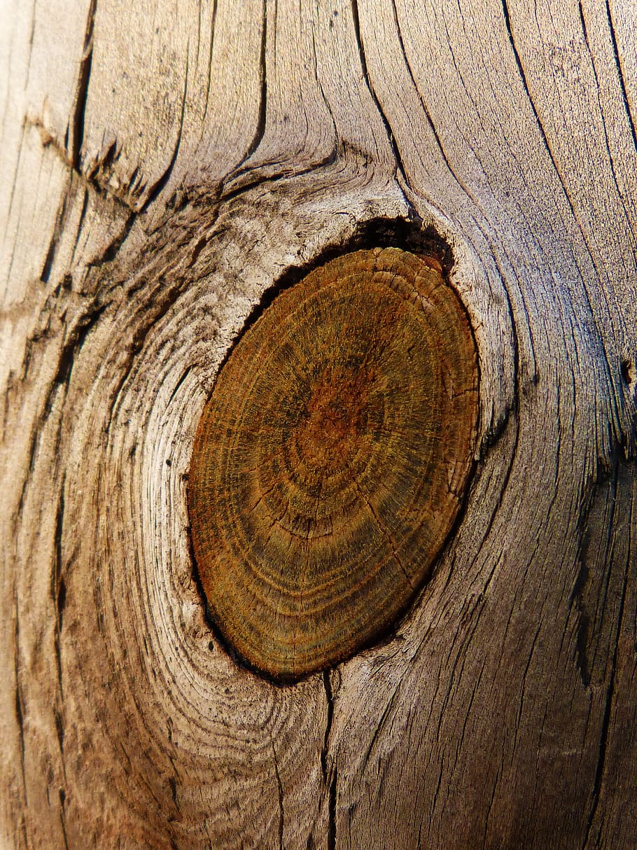 wood, knot, trunk, texture, pine, browns, tree bark, wood - material, tree, tree trunk