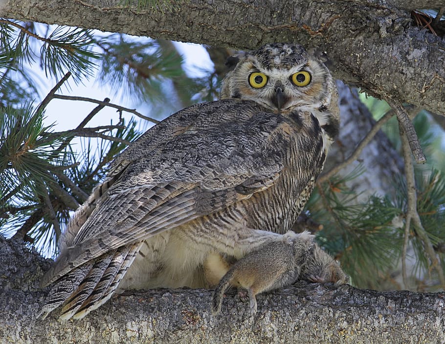 brown, owl perching, tree, great horned owl, predator, prey, mouse, food, wildlife, perched