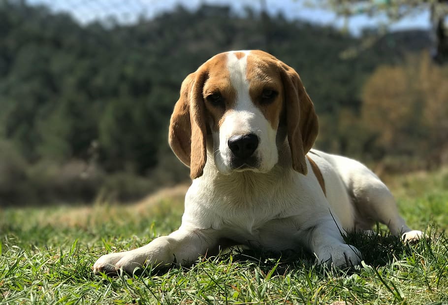 beagle, laying, grass field, pet, window, animals, animal, pets, cute, dog