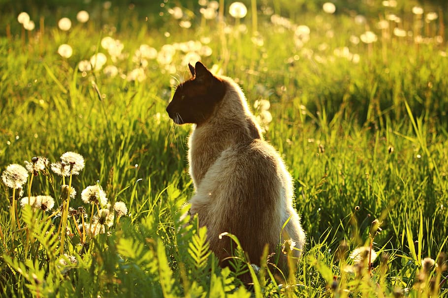 medium-fur, beige, cat, surrounded, green, grass, Siamese Cat, mieze, siam, siamese