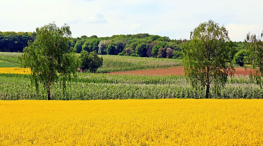 rapeseeds, Oilseed Rape, Field, field of rapeseeds, orchard, nature, forest, spring, plantation, tree