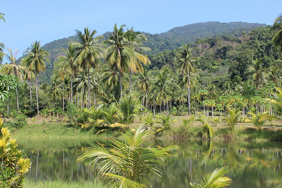 palmeiras, floresta tropical, rio, tailândia, palma, selva, tropical, árvore, exótica, ambiente