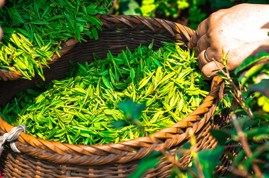 hijau, rumput, keranjang anyaman, teh, daun, cina, daun teh, herbal, teh hijau, segar