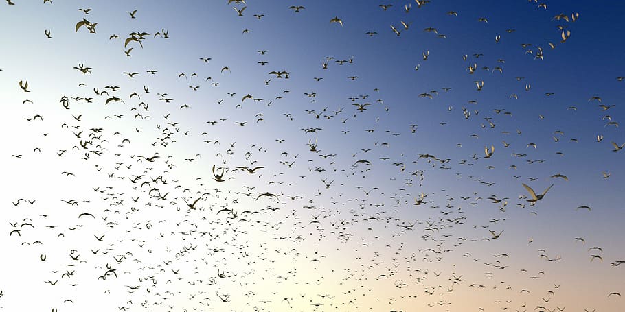 dove, pigeons, swarm, fly, flying, bird, animal, flock of birds, large group of animals, group of animals