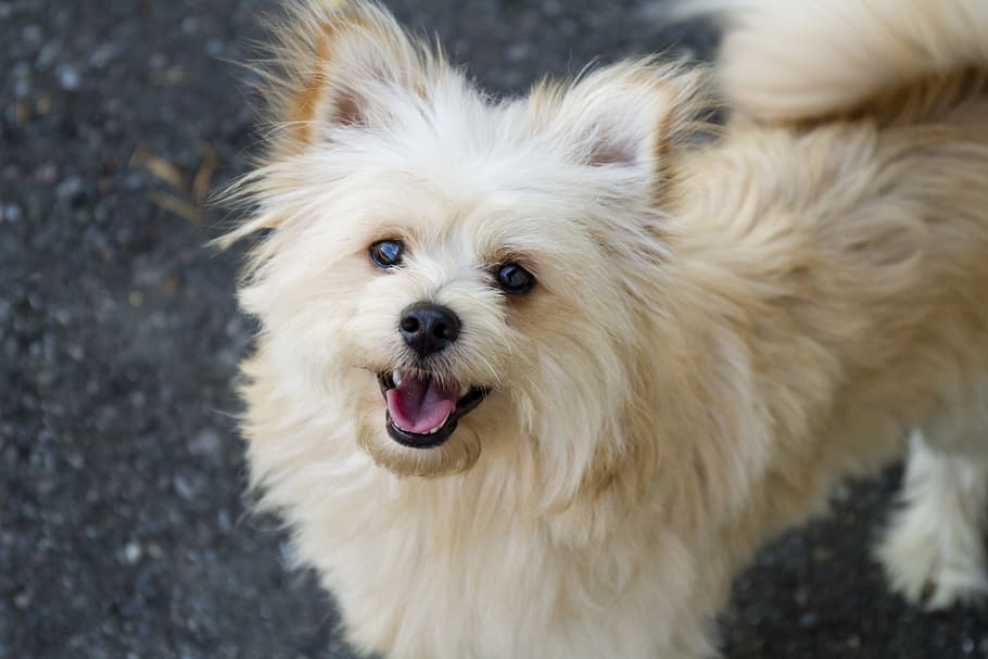 closeup, long-coated, white, fawn dog, standing, floor, pomapoo, pomeranian, poodle, dog