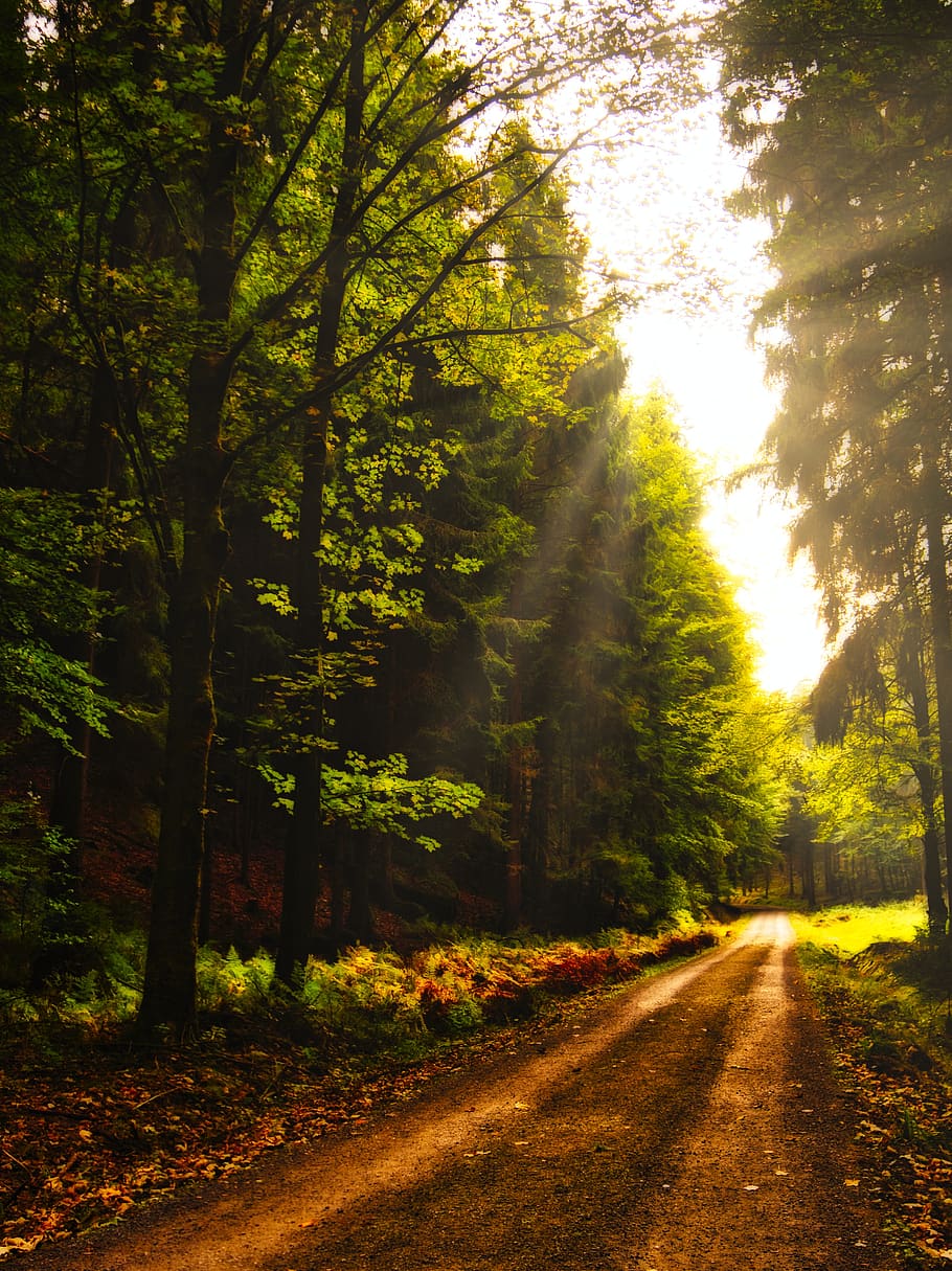 landscape way, hiking, nature, forest, tree, recovery, lockscreen wallpaper, plant, road, the way forward