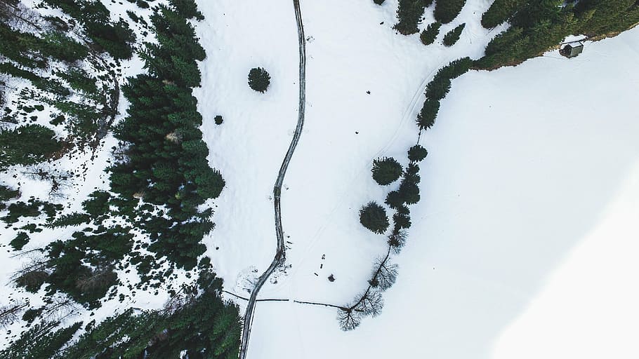 white snow trail, top, view, plants, trees, pine, top view, aerial, snow, ice