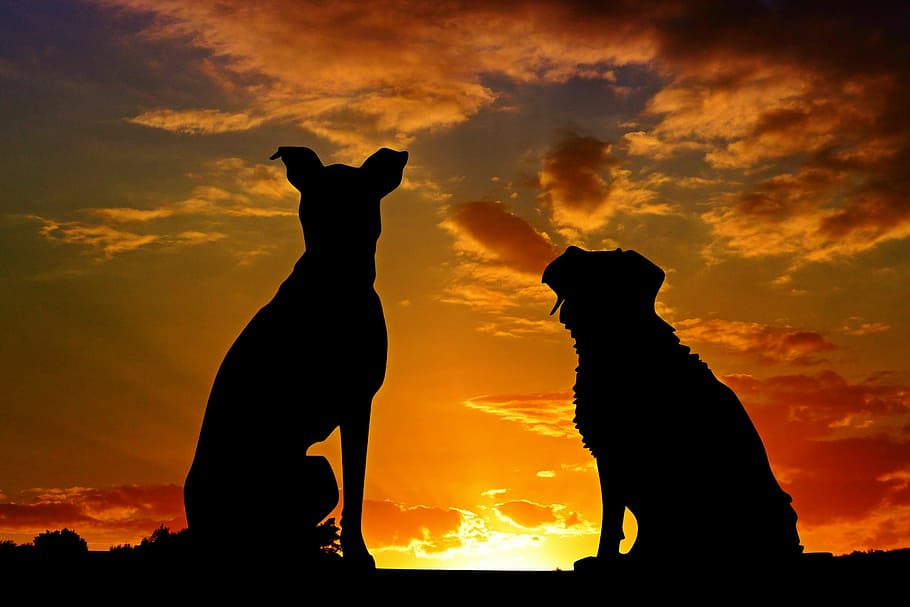 silueta, dos, perros, dorado, hora, animales, puesta de sol, amigos, amistad, afecto