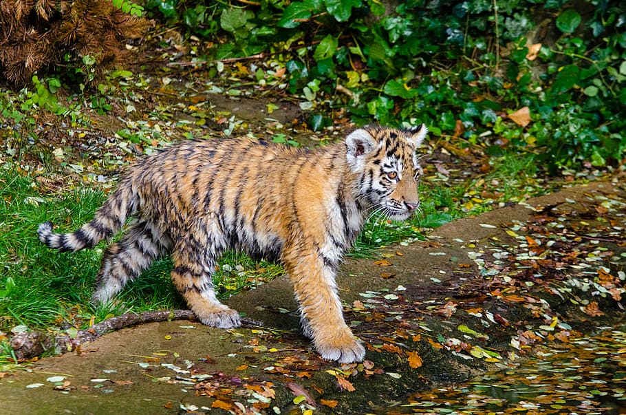Tigre siberiano, filhote, raso, foco, foto, tigre, mamífero, um animal, temas de animais, felino