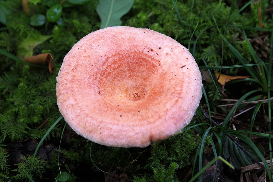 mushroom, birch milchling, lactarius torminosus, russula relatives, fungi, milchling, rolled up, fuzzy shaggy, hat, mushroom hat