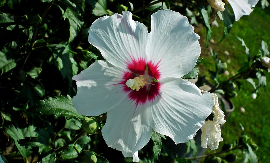 hibisco, flor, blanco, jardín, hibiscus syriacus, verano, naturaleza, bar, polen, floración