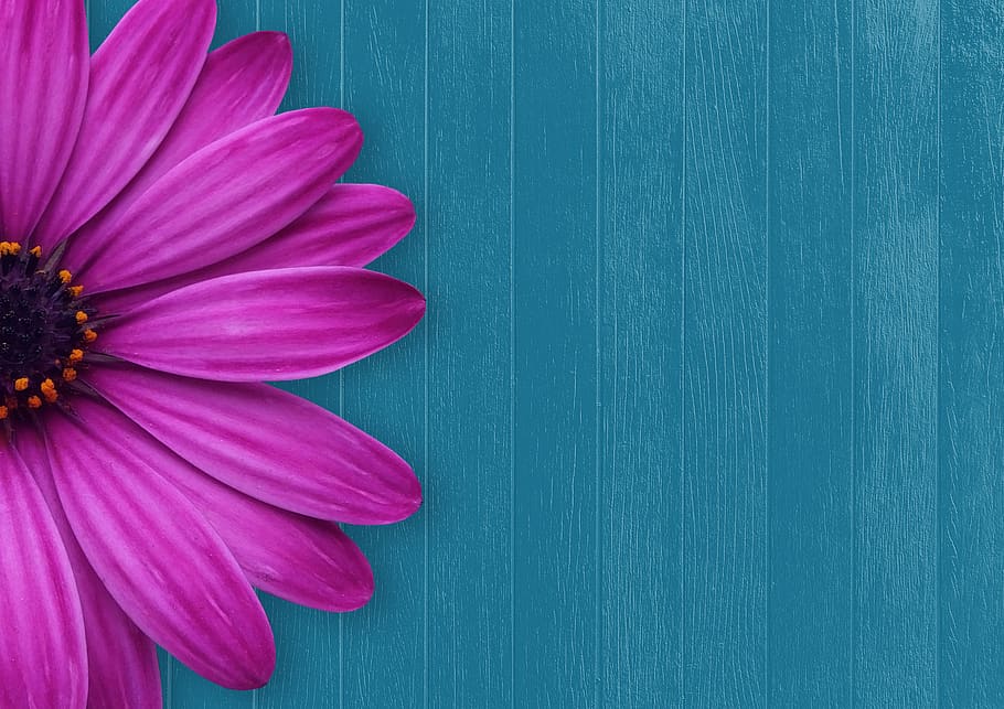 background, flower, wood, spring, greeting card, copy space, birthday, blossom, bloom, pink