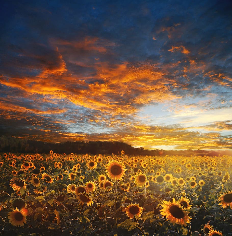sunflower field, golden, house, landscape, scene, scenery, nature, sky, sun, light