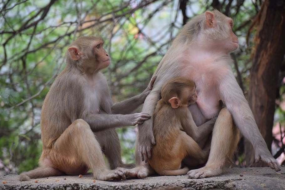 monkey, mother, breastfeeding, baby, love, family, child, mom, nature, ape