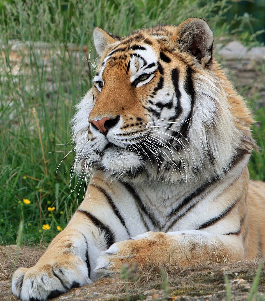 brown, white, tiger, surrounded, grasses, daytime, white tiger, siberian tiger, big cat, feline